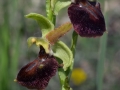 Ophrys sphegodes
