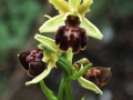 Ophrys sphegodes
