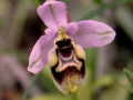 Ophrys tenthredinifera subsp. neglecta