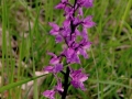 Orchis mascula