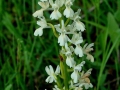 Orchis provincialis
