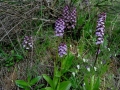 Orchis purpurea