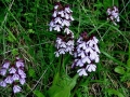 Orchis purpurea
