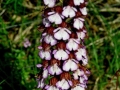 Orchis purpurea