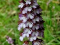 Orchis purpurea