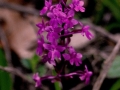 Orchis quadripunctata