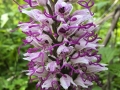 Orchis simia