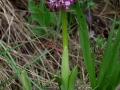 Orchis simia