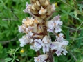 Orobanche sp.
