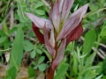 Serapias cordigera