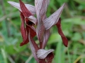 Serapias cordigera