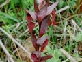 Serapias cordigera