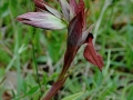 Serapias cordigera