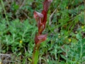 Serapias vomeracea