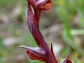 Serapias vomeracea